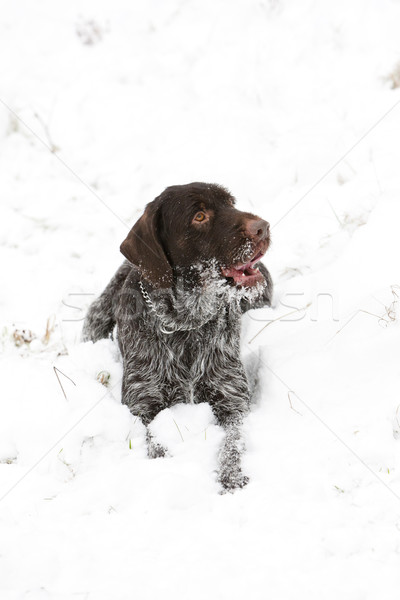 Chien de chasse neige jeu animal extérieur une [[stock_photo]] © phbcz