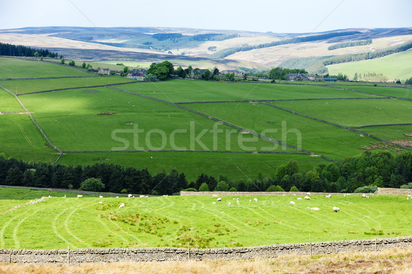 The Pennines, Northumberland, England Stock photo © phbcz