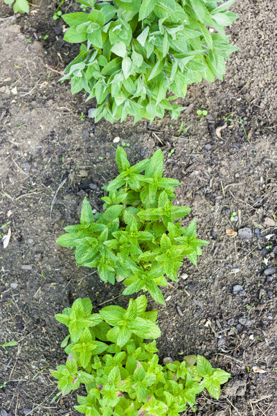 herbs in garden - three types of mint Stock photo © phbcz