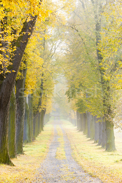 Herbstlich Gasse Baum Herbst Anlage Weg Stock foto © phbcz