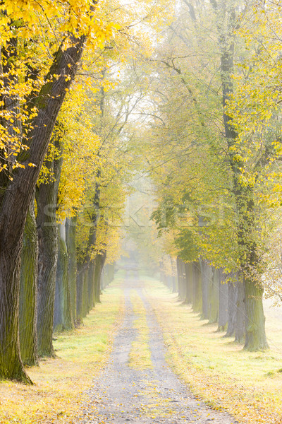 autumnal alley Stock photo © phbcz