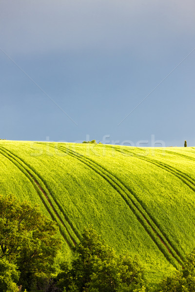 Stock photo: spring field with trees, Plateau de Valensole, Provence, France