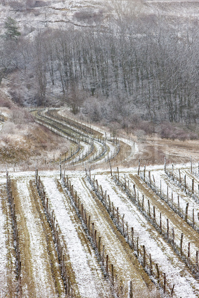 winter vineyards, Eko Hnizdo, Czech Republic Stock photo © phbcz