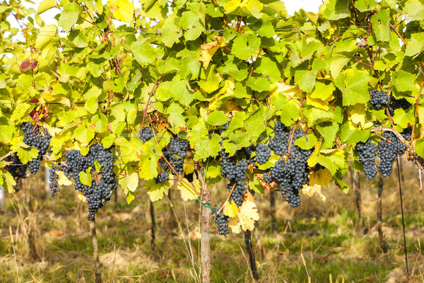 Blauw druiven wijngaard zuidelijk Tsjechische Republiek vruchten Stockfoto © phbcz