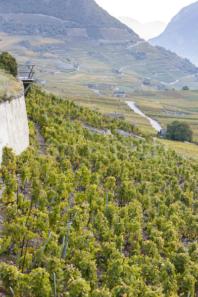 Región Suiza naturaleza viaje vid agricultura Foto stock © phbcz