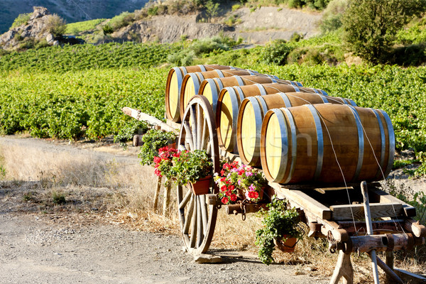 vineyard with barrels, Villeneuve-les-Corbieres, Languedoc-Rouss Stock photo © phbcz
