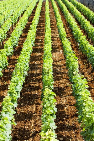 vineyard near Brochon, Cote de Nuits, Burgundy, France Stock photo © phbcz