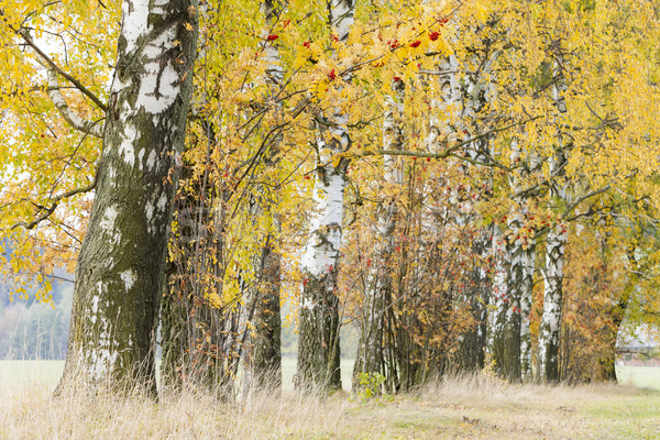 береза аллеи осень завода пути Сток-фото © phbcz