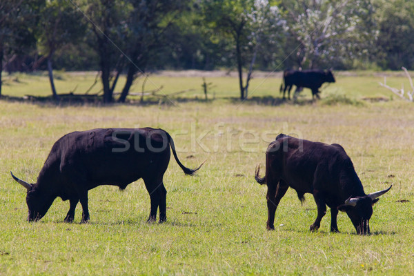 bulls, Parc Regional de Camargue, Provence, France Stock photo © phbcz