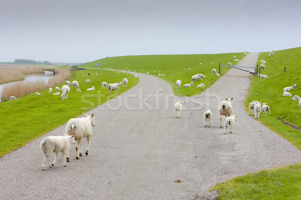 Ovelha Holanda fazenda animal caminho agricultura Foto stock © phbcz