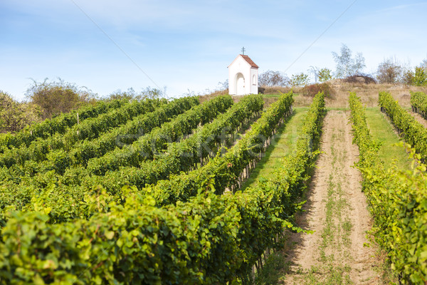 виноградник южный Чешская республика здании архитектура Сток-фото © phbcz