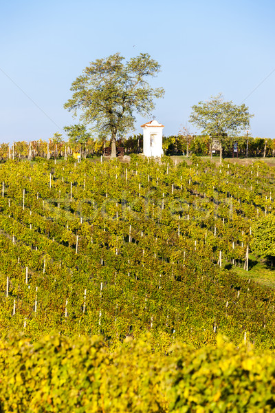 God's torture with autumnal vineyard, Modre Hory, Southern Mora Stock photo © phbcz