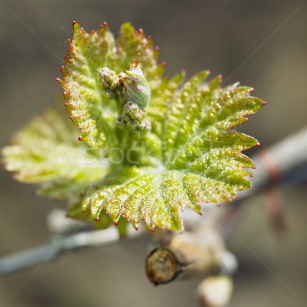 grape-vine bud Stock photo © phbcz