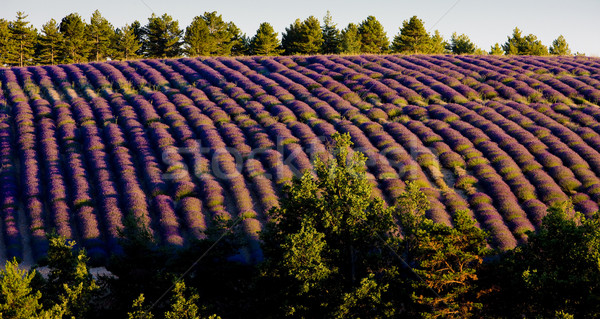 Stock photo: lavender field, Plateau de Valensole, Provence, France