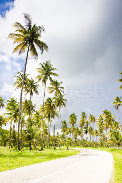 Stockfoto: Weg · boom · palm · planten · palmbomen · wegen