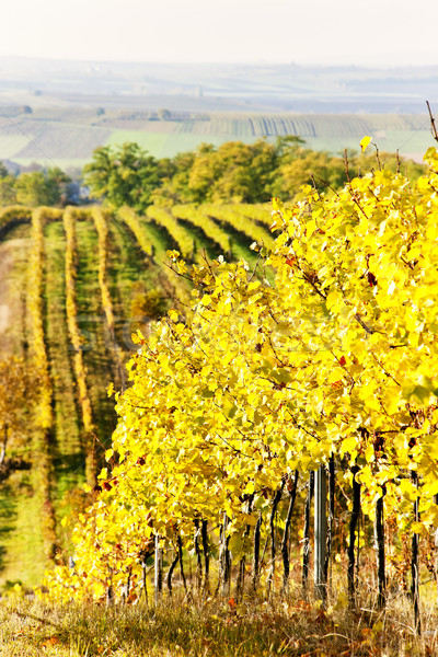 Weinberg Herbst Tschechische Republik Anlage Reben Freien Stock foto © phbcz