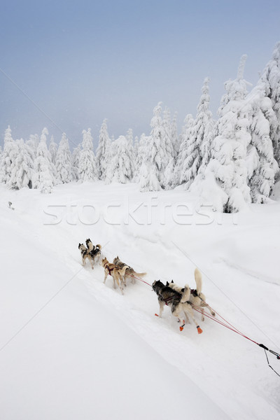 Schlitten lange Tschechische Republik Natur Schnee läuft Stock foto © phbcz