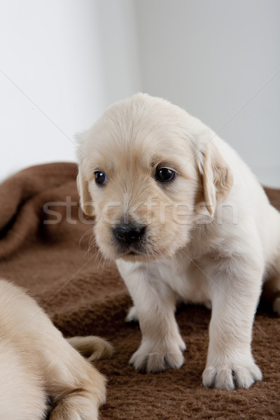 Chiot Golden Retriever Chiens Animaux Animal