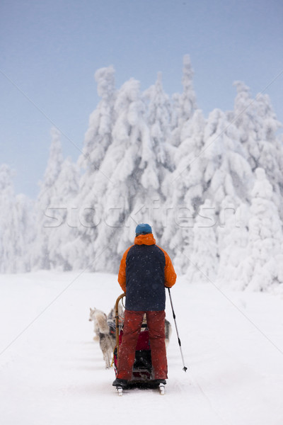 sledge dogging, Sedivacek's long, Czech Republic Stock photo © phbcz