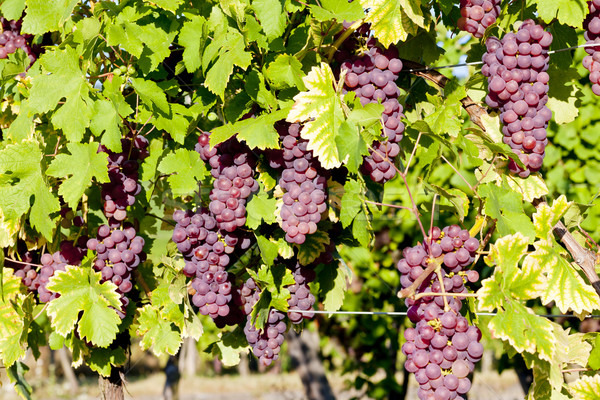 grapevine in vineyard (gewurztraminer), Alsace, France Stock photo © phbcz