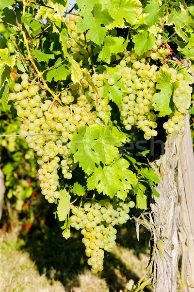 grapevine in vineyard, Alsace, France Stock photo © phbcz