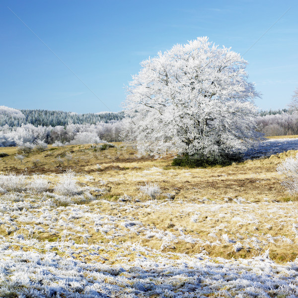 nature in winter, D Stock photo © phbcz