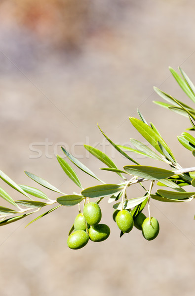 olive tree, Portugal Stock photo © phbcz