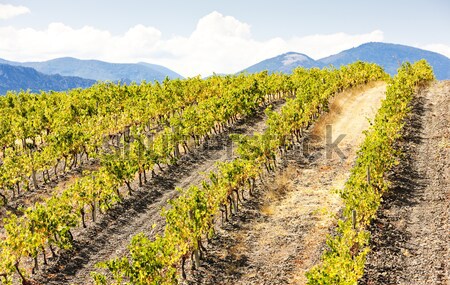 vineyars near Saint-Paul-de-Fenouillet, Languedoc-Roussillon, Fr Stock photo © phbcz