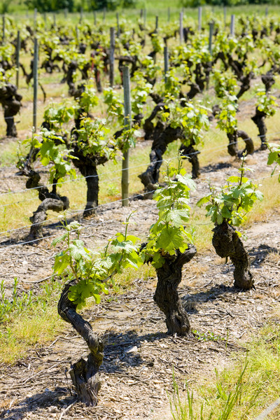 Weinberg Tal Frankreich Wein Welt Industrie Stock foto © phbcz