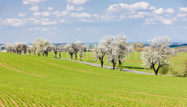 Stok fotoğraf: Bahar · manzara · yol · Çek · Cumhuriyeti