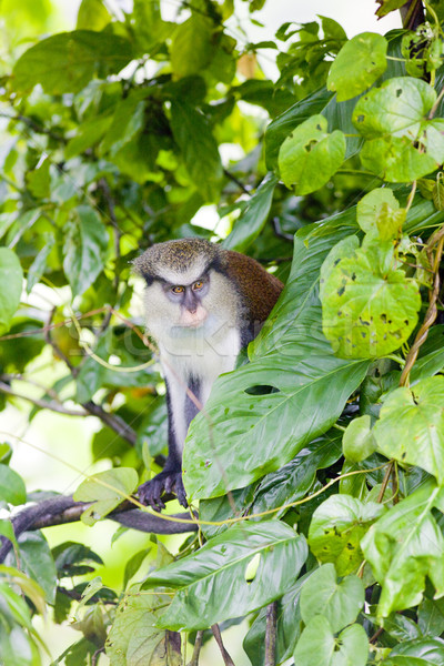 monkey in Grand Etang National Park, Grenada Stock photo © phbcz