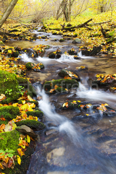 brook in autumn, Slovakia Stock photo © phbcz