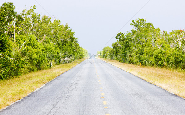 Stock photo: road in Everglades National Park, Florida, USA