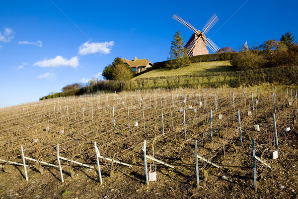 windmill and vineyard near Verzenay, Champagne Region, Burgundy, Stock photo © phbcz