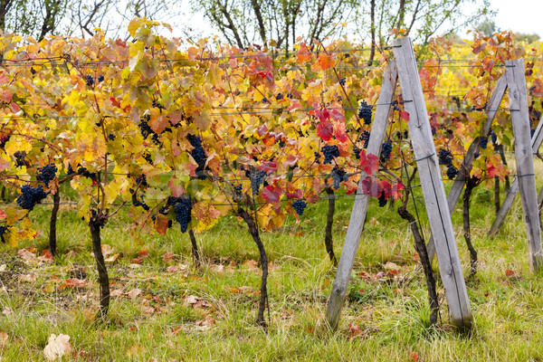 Stock photo: blue grapes in vineyard near Palava, Southern Moravia, Czech Rep