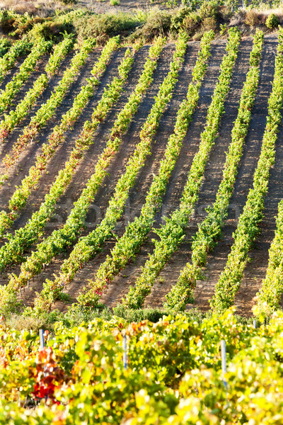 vineyars near Tautavel, Languedoc-Roussillon, France Stock photo © phbcz