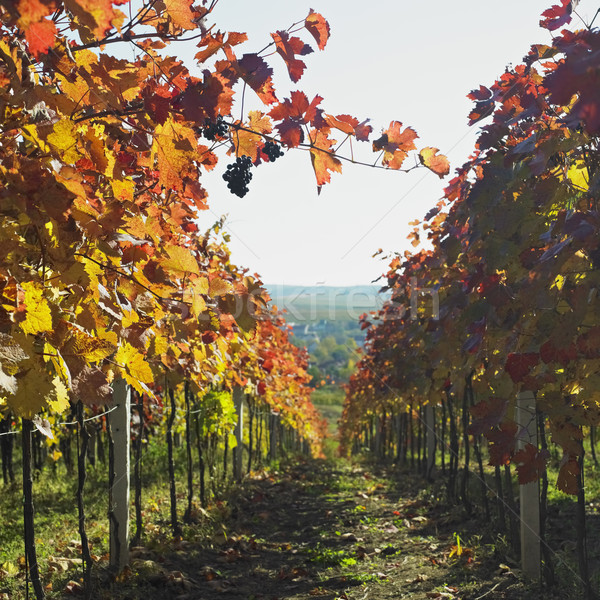 vineyard, Biza Winery, Cejkovice, Czech Republic Stock photo © phbcz