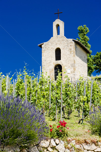 grand cru vineyard and Chapel of St. Christopher, L Stock photo © phbcz