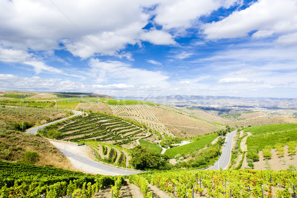 vineyars in Douro Valley, Portugal Stock photo © phbcz