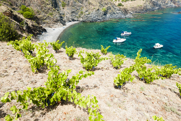 vineyard on Cap de Peyrefite near Cerbere, Languedoc-Roussillon, Stock photo © phbcz