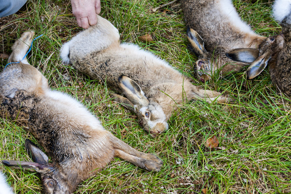 excludes of caught animals (hare) Stock photo © phbcz