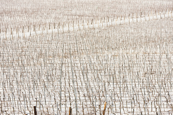 Winter wijngaard zuidelijk Tsjechische Republiek sneeuw witte Stockfoto © phbcz