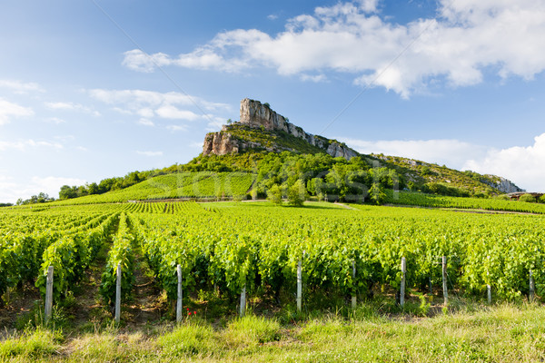 Solutre Rock with vineyards, Burgundy, France Stock photo © phbcz