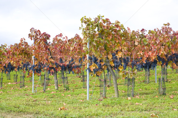 vineyard Jecmeniste, Eko Hnizdo, Czech Republic Stock photo © phbcz