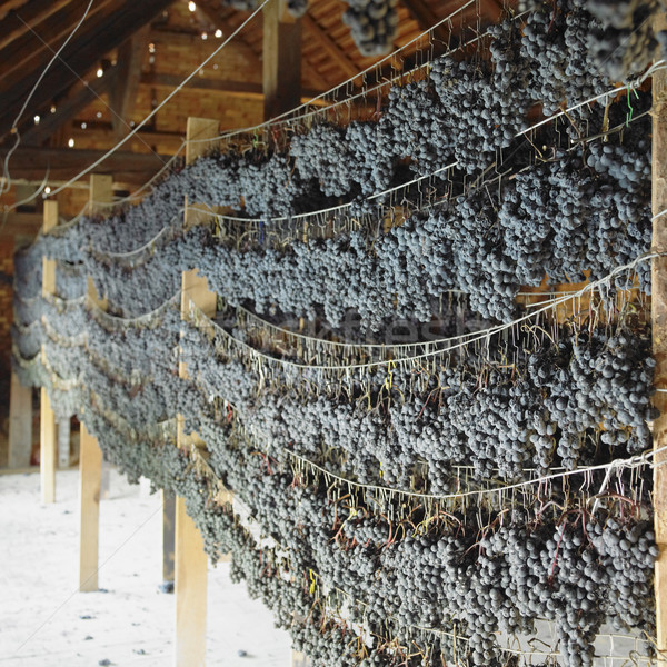 üzüm saman şarap şaraphane Çek Cumhuriyeti Stok fotoğraf © phbcz