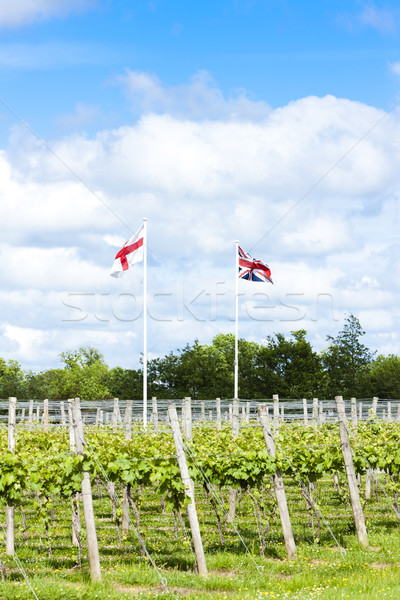 Stock photo: vineyar near Lamberhurst, Kent, England