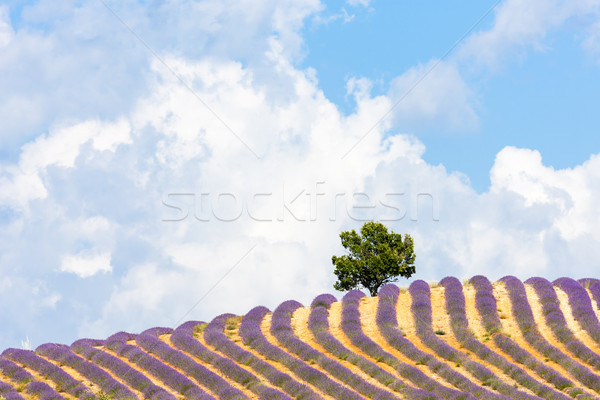 lavender field with a tree, Provence, France Stock photo © phbcz