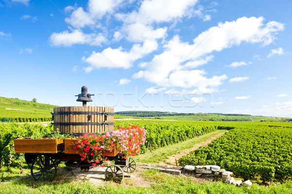 vineyards of Cote de Beaune near Pommard, Burgundy, France Stock photo © phbcz