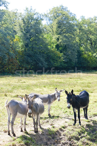 Franciaország állat vidék kint vidék gazdálkodás Stock fotó © phbcz