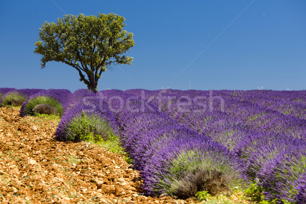 Stock photo: lavender field with a tree, Provence, France
